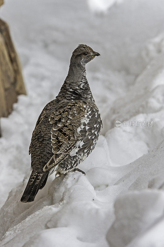 Dusky Grouse (Dendragapus obscurus)是一种森林松鸡，原产于北美黄石国家公园的落基山脉，怀俄明州。站在雪地上。